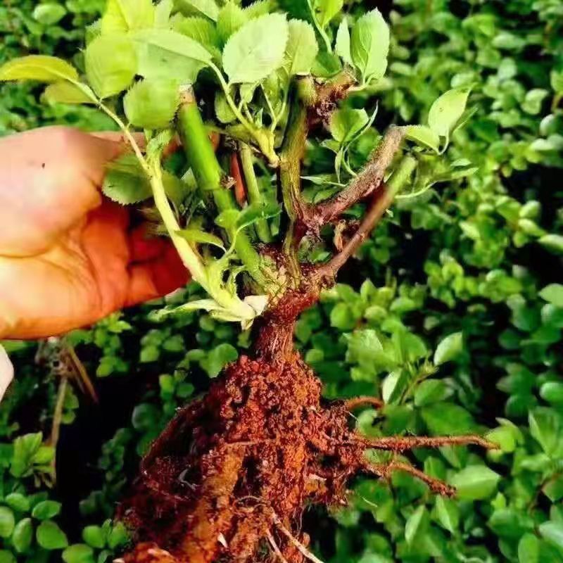 Rose Old Stump Flower Seedlings Indoor and Outdoor Potted Ground Planting Balcony Blooms All Seasons Easy to Grow and Maintain Rose Seedlings and Plants