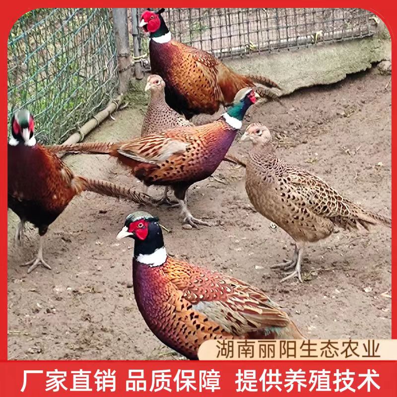 Цветные цыплята-фазаны, живые цыплята, прямая продажа от производителя, однодневные живые цыплята, поддержка технических консультаций по разведению