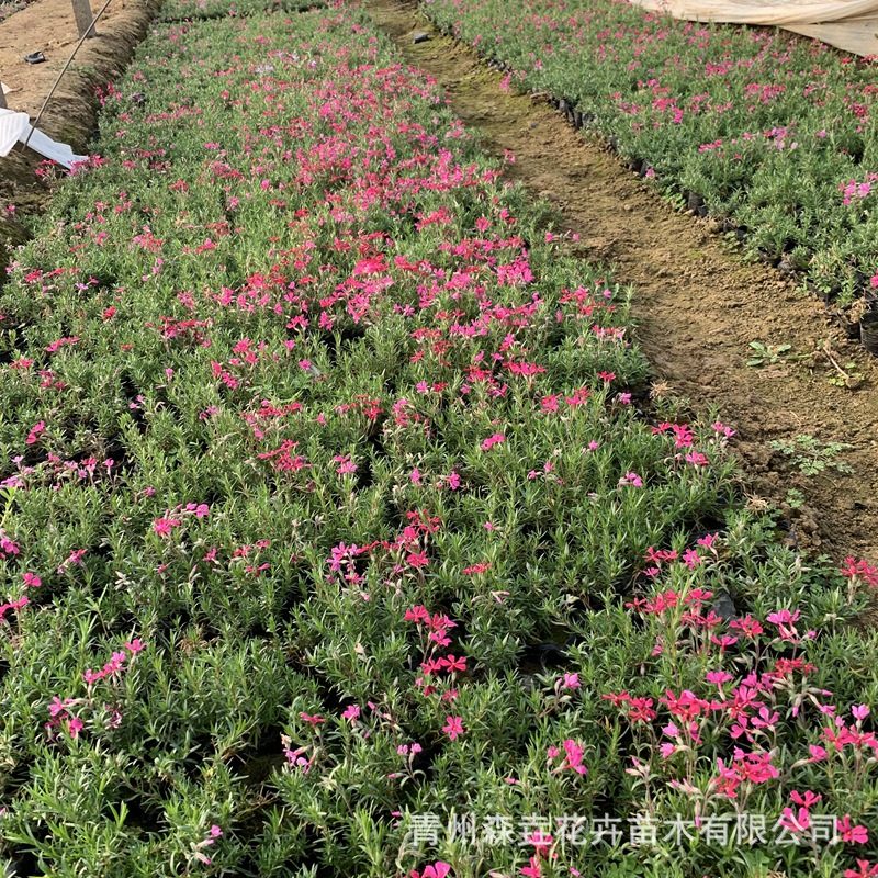 Clustered Phlox Ground Cover Flower Seedlings Perennial Cold-Resistant Florals Garden Landscape Project Qingzhou Florals and Cherry Potted Plants