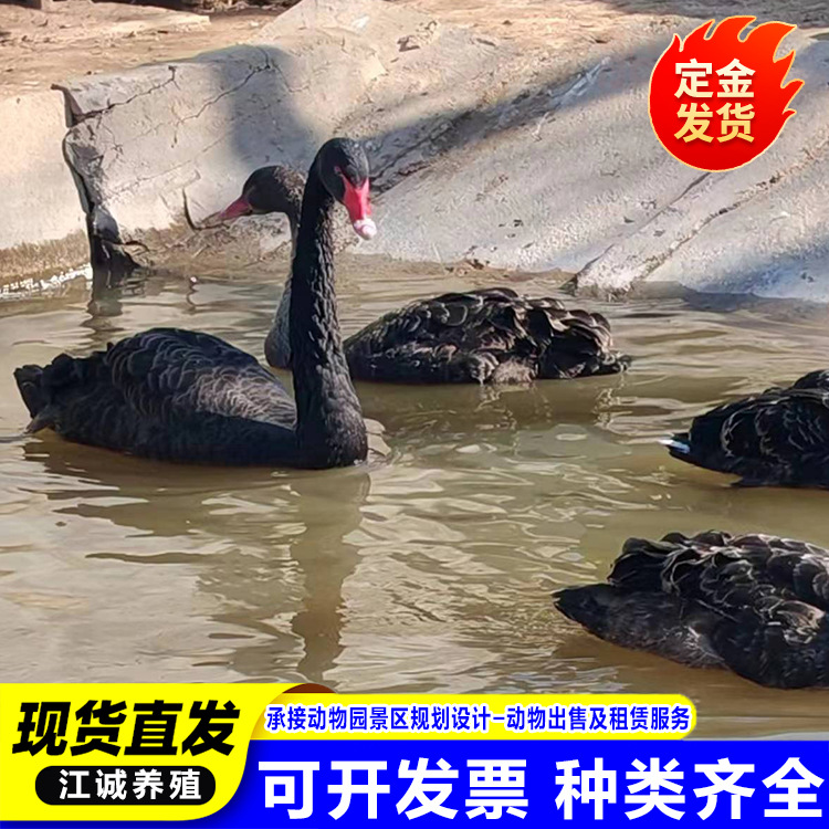 For Sale, Rental, Scenic Garden, Ornamental Black Swan, Black Swan That Has Just Been Removed from Warm, Live Price, Black Swan Seedlings