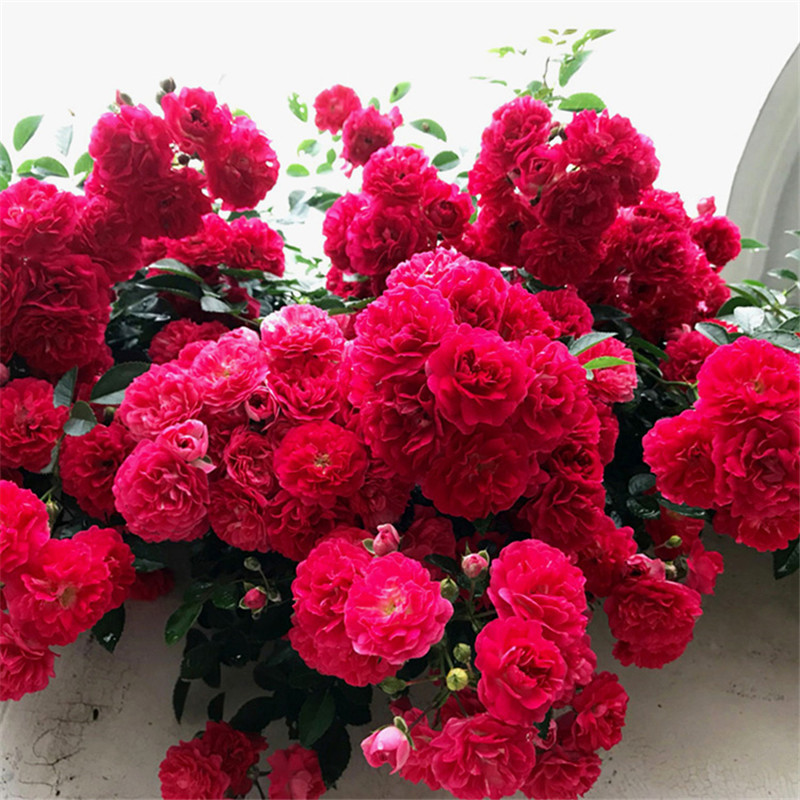 Саженцы красного дерева с сильным ароматом, горшечные вьющиеся лозы, цветущие в любое время года