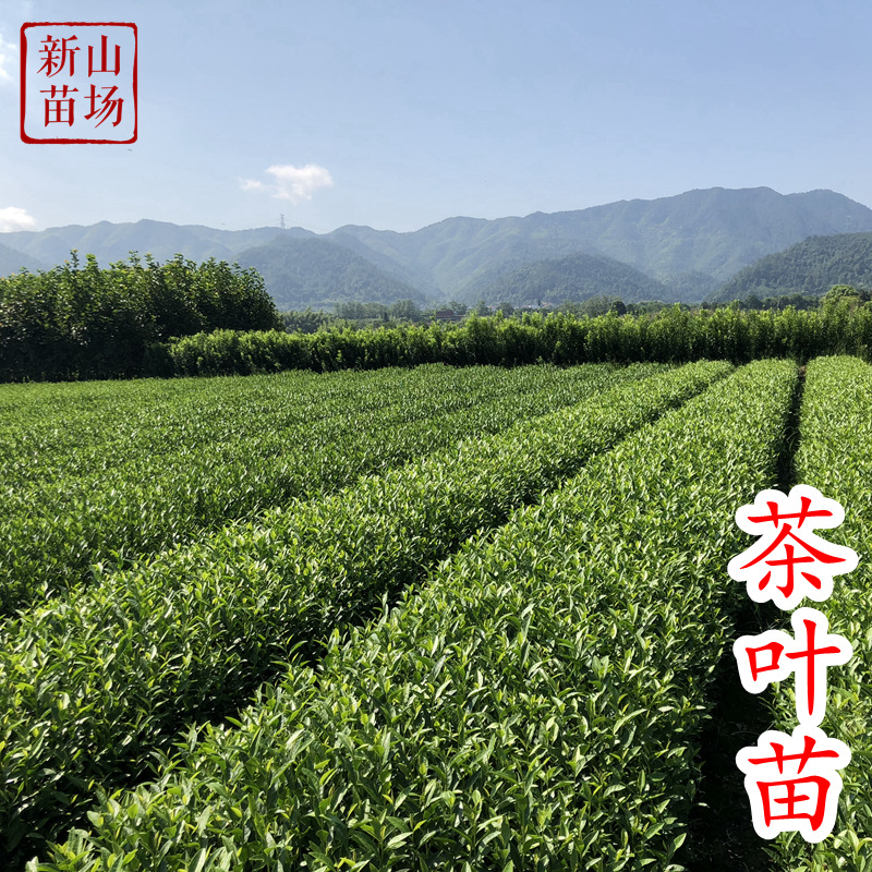 Longjing 43 Tea Seedlings Tree Species Tea Saplings West Lake Longjing Tea Seedlings Green Tea Tea Seedlings Wholesale North and South Planting