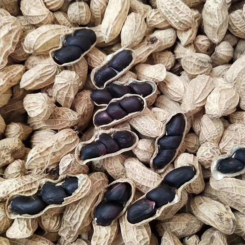 Yunnan selenium-rich black peanut Pu'er with Shell dried black peanut purple skin peanut new goods old variety sweet flavor wholesale