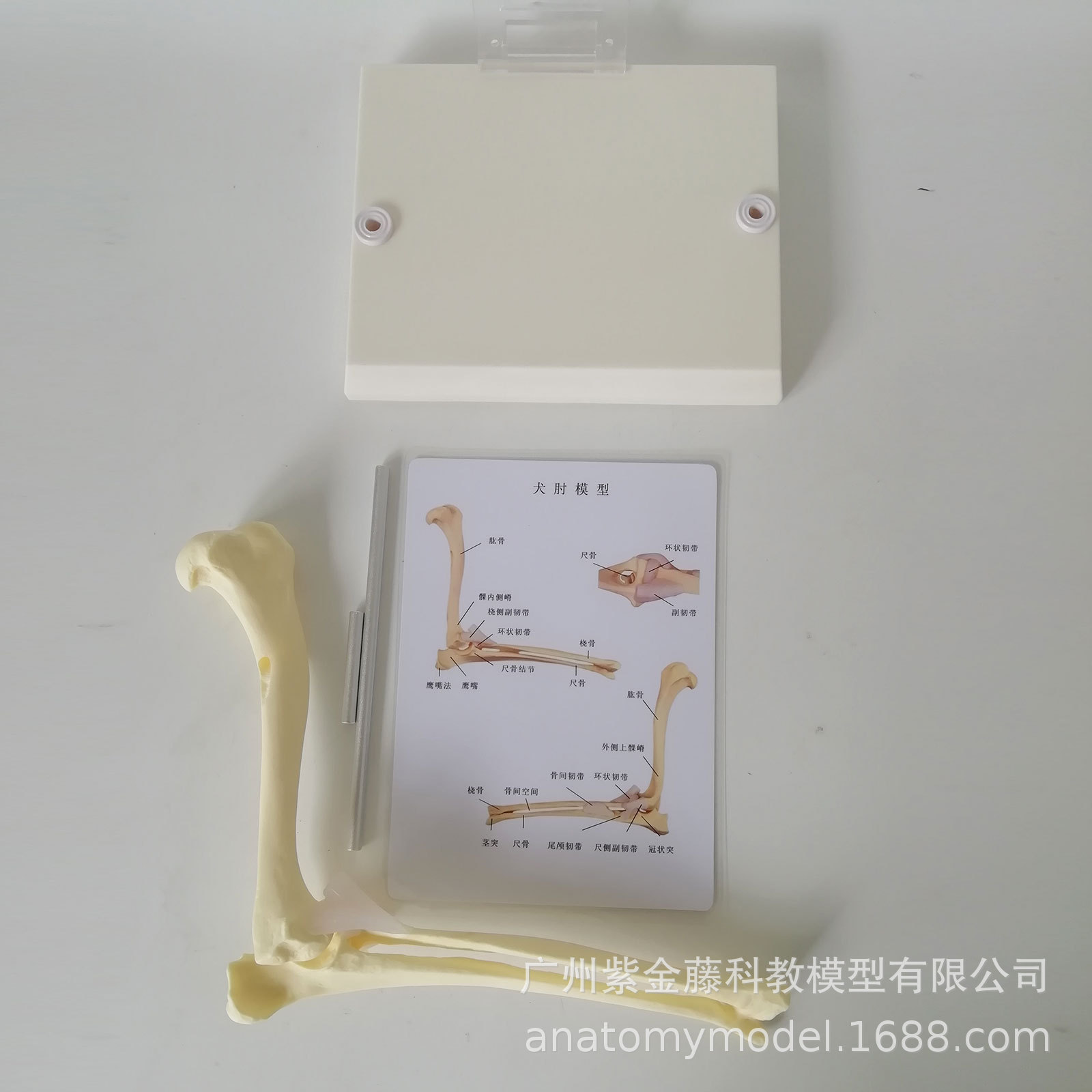 Dog Elbow Joint Anatomical Model High Simulation 1:1 Structure Skeleton Joint Teaching Display Medical Equipment Veterinary Use