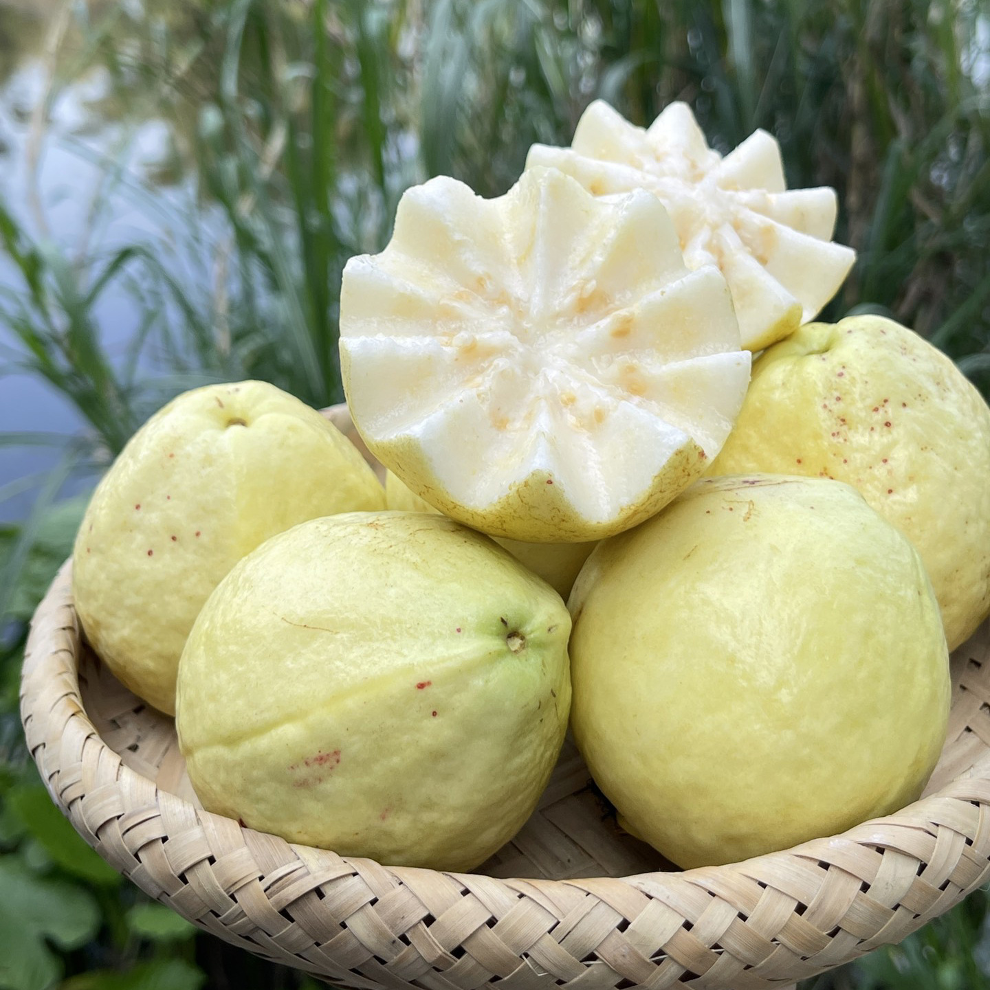 Ready-Made Quick-Release Tree-Ripened Golden Cream Guava Fruit Whole Box Red Heart Guava Large Fruit Base Direct Supply