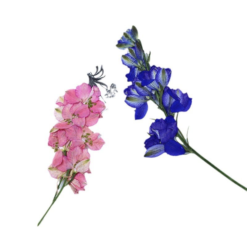 Flying Swallow Flowers, Dried Flowers with Branches, DIY Material Embossed Wholesale Plant Specimens, Children's Teaching Real Flower Embossed Flowers