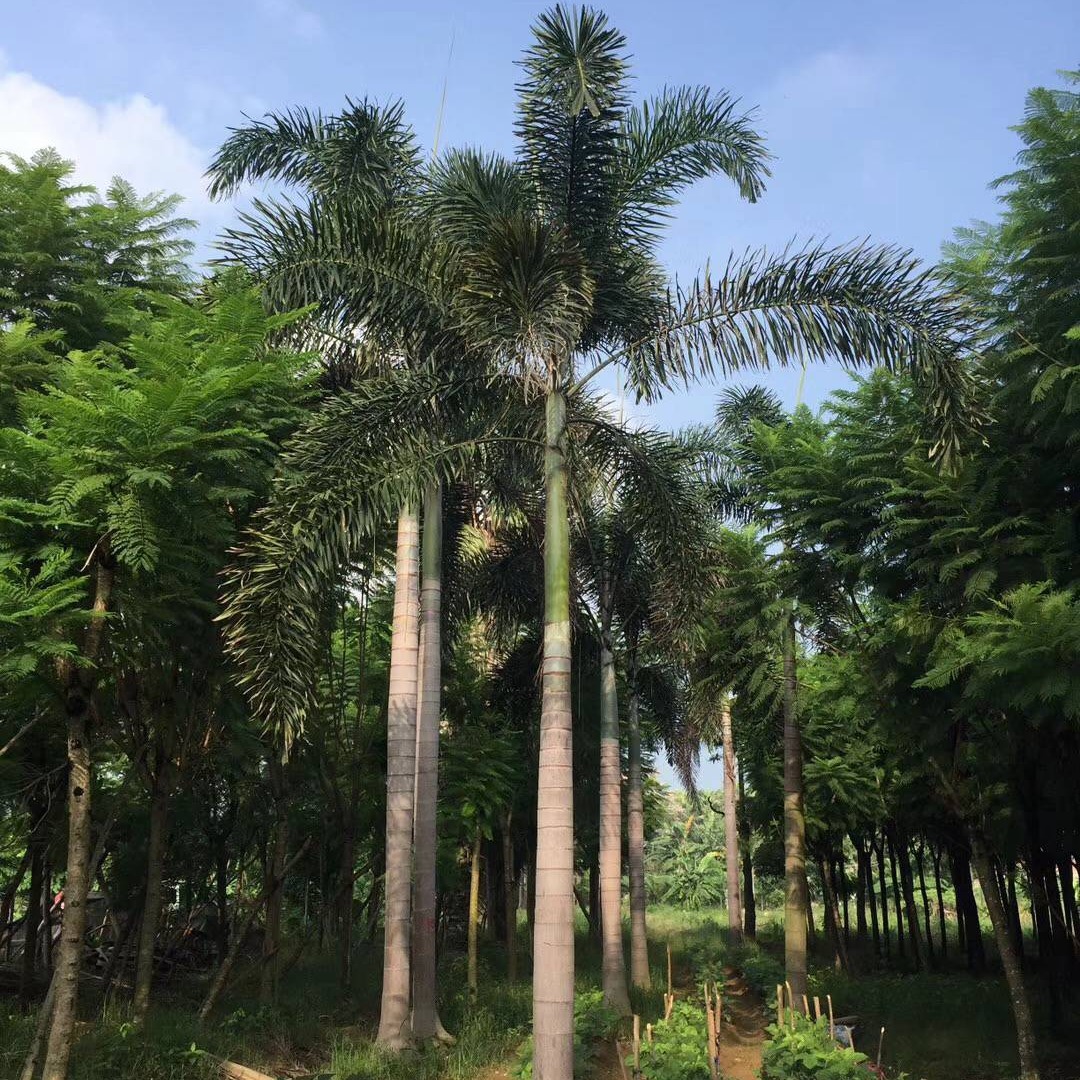Fujian Fox Coconut Price Guangdong Fox Coconut Supply Zhejiang Fox Coconut Offer Fox Coconut Wholesale