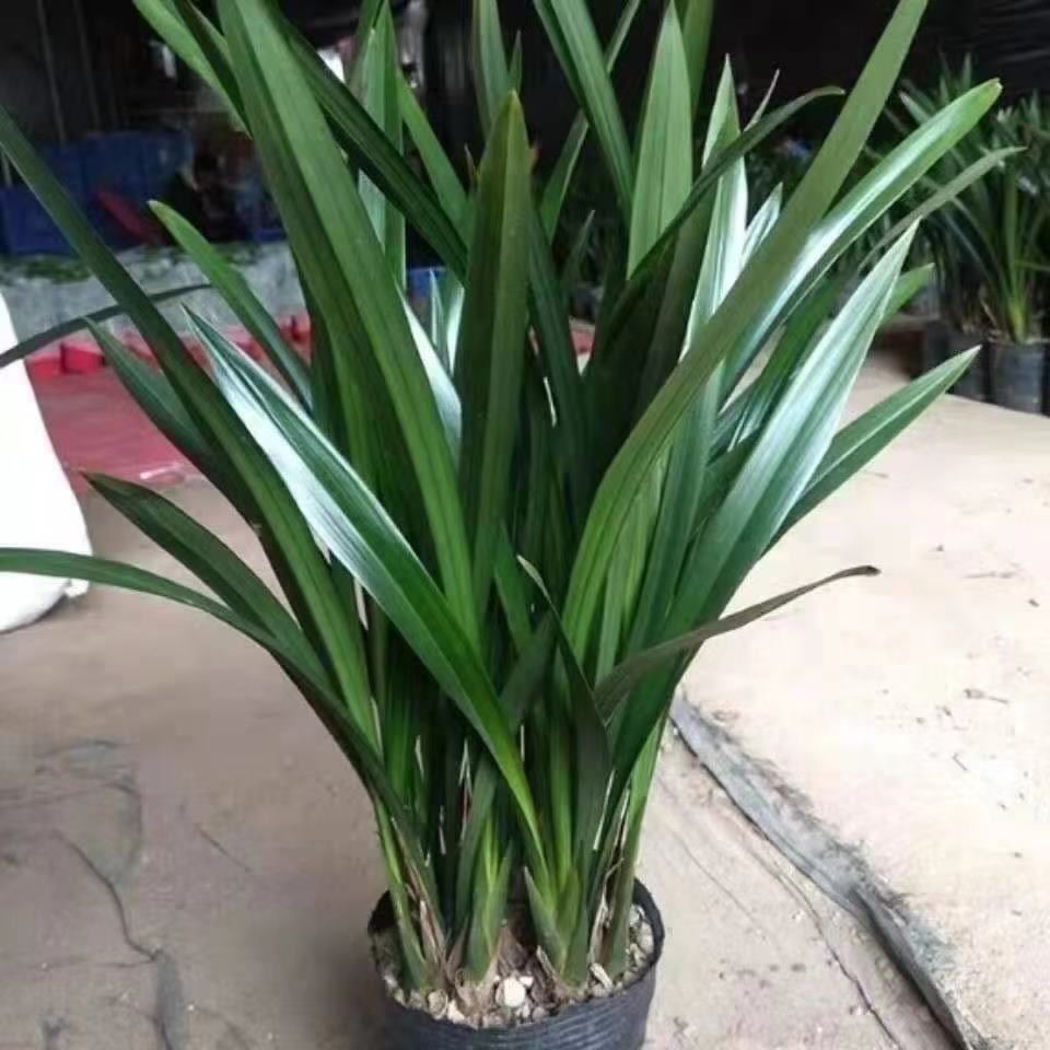 Орхидеи цветут в тот же год, цветут круглый год, сеянцы орхидей с сильным ароматом, чернильные орхидеи, ароматные комнатные цветы, очищают воздух