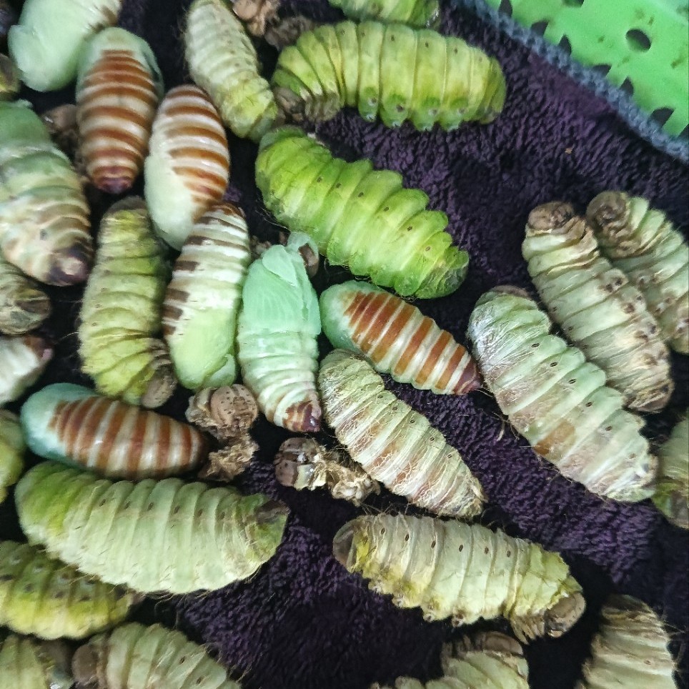 Northeast Specialty: Wild-Raised Skinless High-Nutrition Fairy Silkworm Pupae, a Special Type