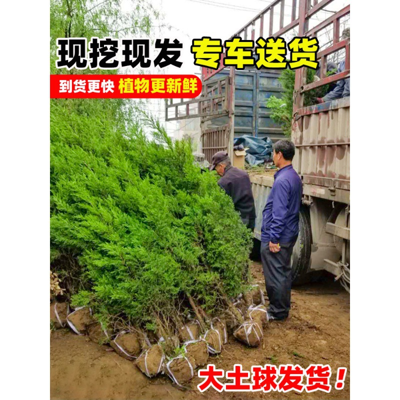 Pine and Cypress Saplings, Evergreen Cypress, Tower Cypress, Arborvitae, Large Saplings, Road Greening, Easy to Live and Maintain, Round Cypress and Pine Trees