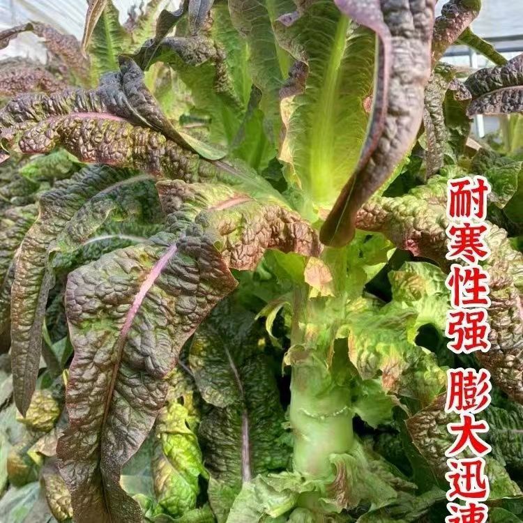 Vegetable Seedlings, Bamboo Shoots, Home Garden, Four-Season Lettuce Seedlings, Young Seedlings, Field Seedlings, Autumn and Winter Vegetable Seedlings, Lettuce Seedlings