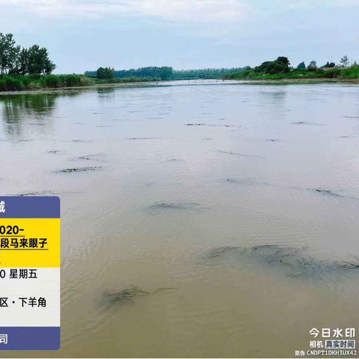 Grate Toothed Vegetables Purify Water Quality. Undertake Engineering Packages for Planting and Wholesale Submersed Plants. Eye Vegetables Purify Water Quality