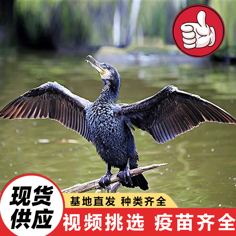 Искусственно выведенные орланы продаются большими партиями. Живые орланы ловятся на выступлениях в садах и живописных местах. цена на саженцы орланов