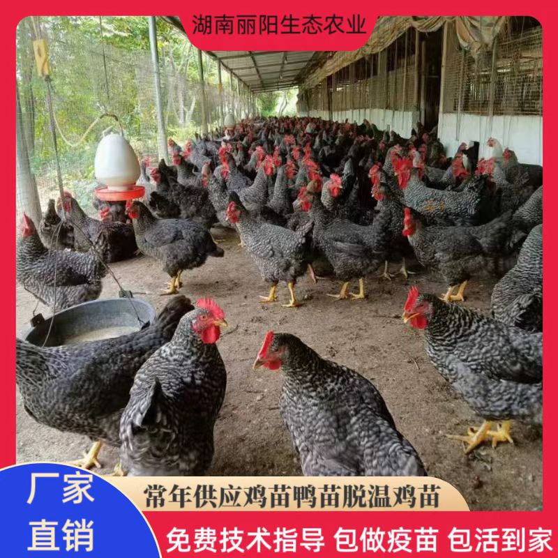 Производитель оптово продает бройлеров, бройлеры, которые были отлучены от груди, черные бройлеры, яйца с зелеными скорлупами, однолетние желтые цыплята, свободно гуляющие куры