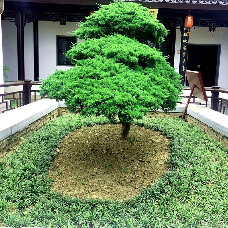 Northern Winter Cold-Resistant Courtyard Greening Vegetation Japanese Dwarf Ophiopogon Japonicus Seedlings Authentic Yulong Grass Seedlings Lawn Along the Steps