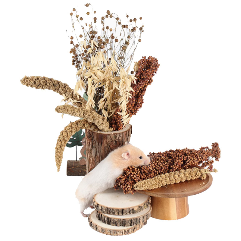 New Grain Ears, Millet Ears, Natural Wheat Ears, Hamster Teething Snacks, Small Pet Cages, Landscaping, Cereals, Flowers, Flax Seeds