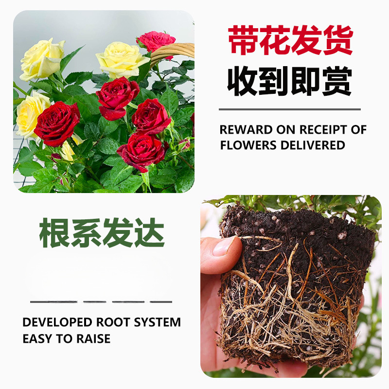 # Rose Seedlings Extra Large Florals with Buds Florals and Green Plants Indoor and Outdoor Balcony Potted Roses Blooming in All Seasons