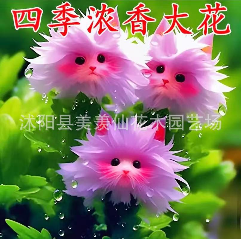 Hot-Selling Big-Faced Cat Orchid That Fills the House with Fragrance. New Potted Plant with Cute Appearance and Fragrant Fragrance to Remove Formaldehyde