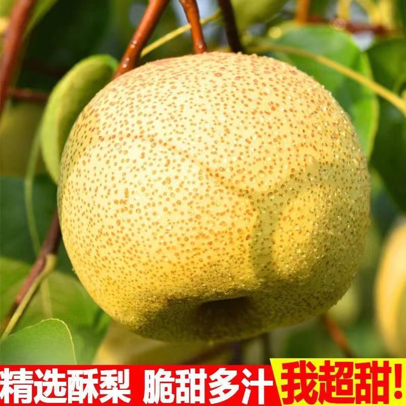 Настоящие хрустящие груши Qianxian Lihuo из Шэньси, свежие сезонные фрукты, хрустящие, сладкие, сочные, прямо с сада