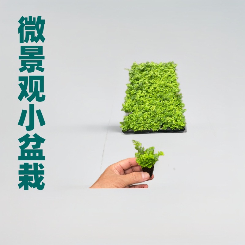 Микроландшафтный папоротник Вольф Тейл, густолистный гидропонный папоротник, теневыносливый для гостиной, легкий в уходе, вечнозеленый круглый год