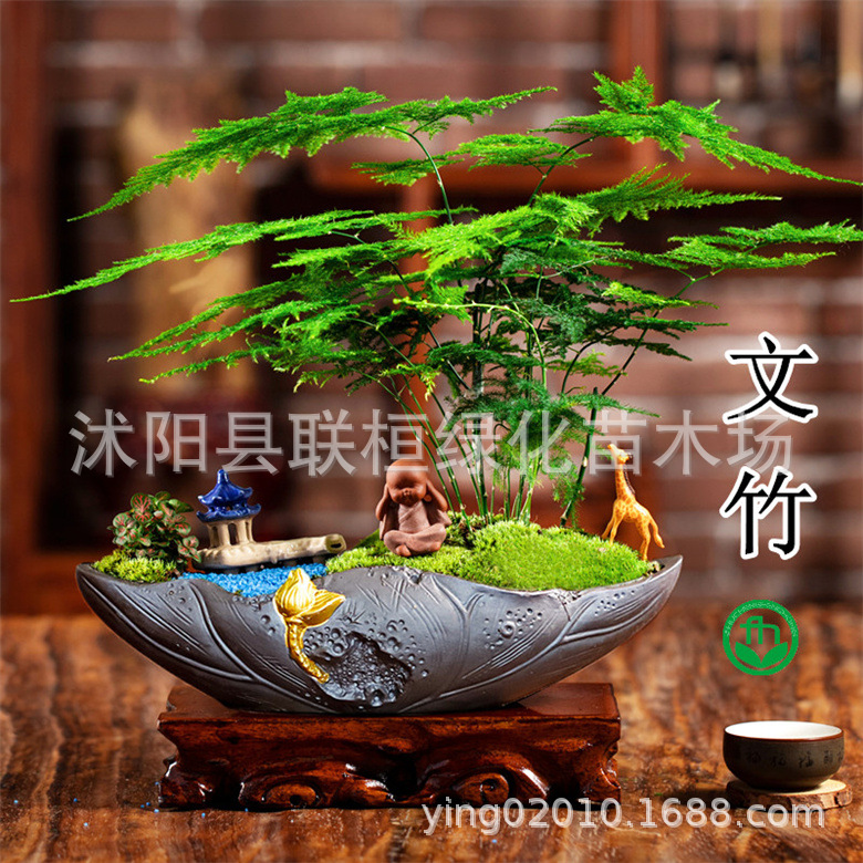 Семена травяных цветов, семена спаржи, семена карликовой спаржи, семена для горшечных растений, свежесобранные семена, высокая всхожесть