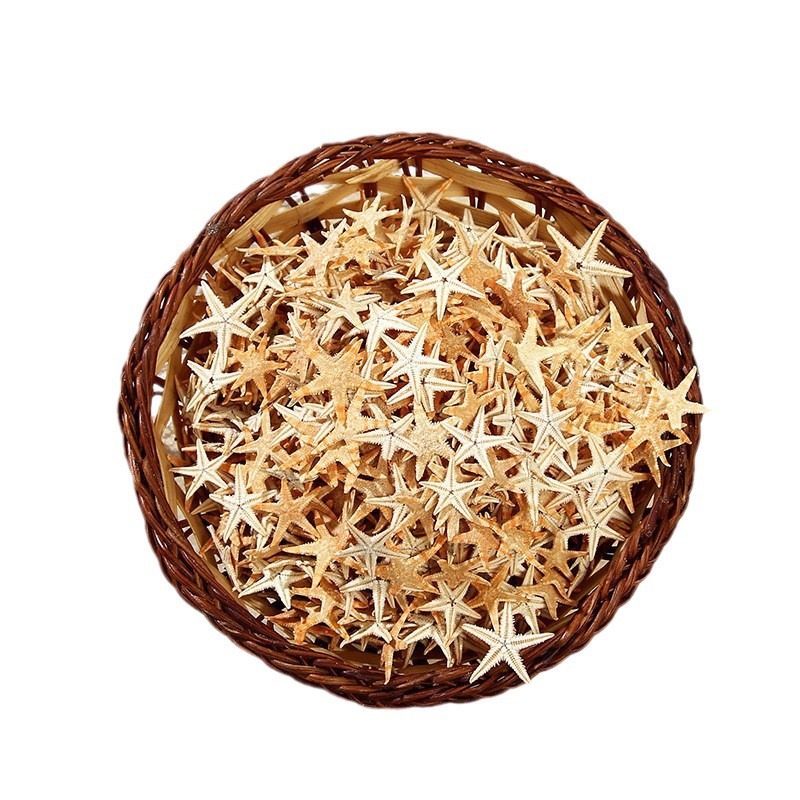 Hot sale natural starfish shell large conch micro landscape decoration hanging decoration photo frame candle crafts