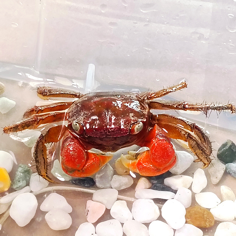 Hand crab pet small crab living climbing pet fish tank ornamental crab native freshwater crab stall wholesale hand crab