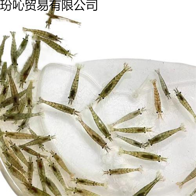 Black Shell Shrimp Ornamental Shrimp Algae Removal Fish Tank Small Shrimp Freshwater Resistant Cold Water Number Cleaning Shrimp