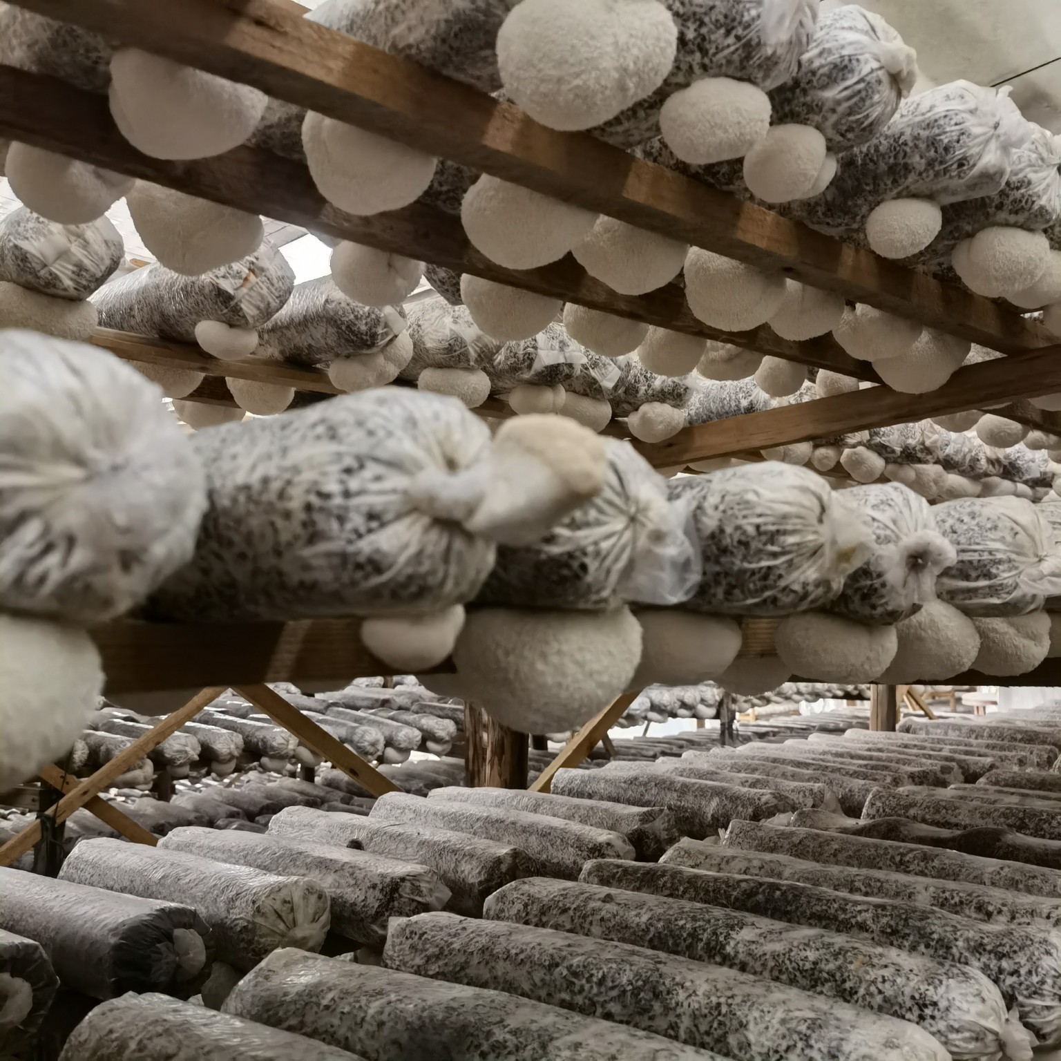 Dried Hericium Erinaceus Powder, Raw Material for Lion's Mane Mushrooms, Root and Stem Trimmed, Sulfur-Free, Bulk Edible Fungi, Wholesale Export Grade