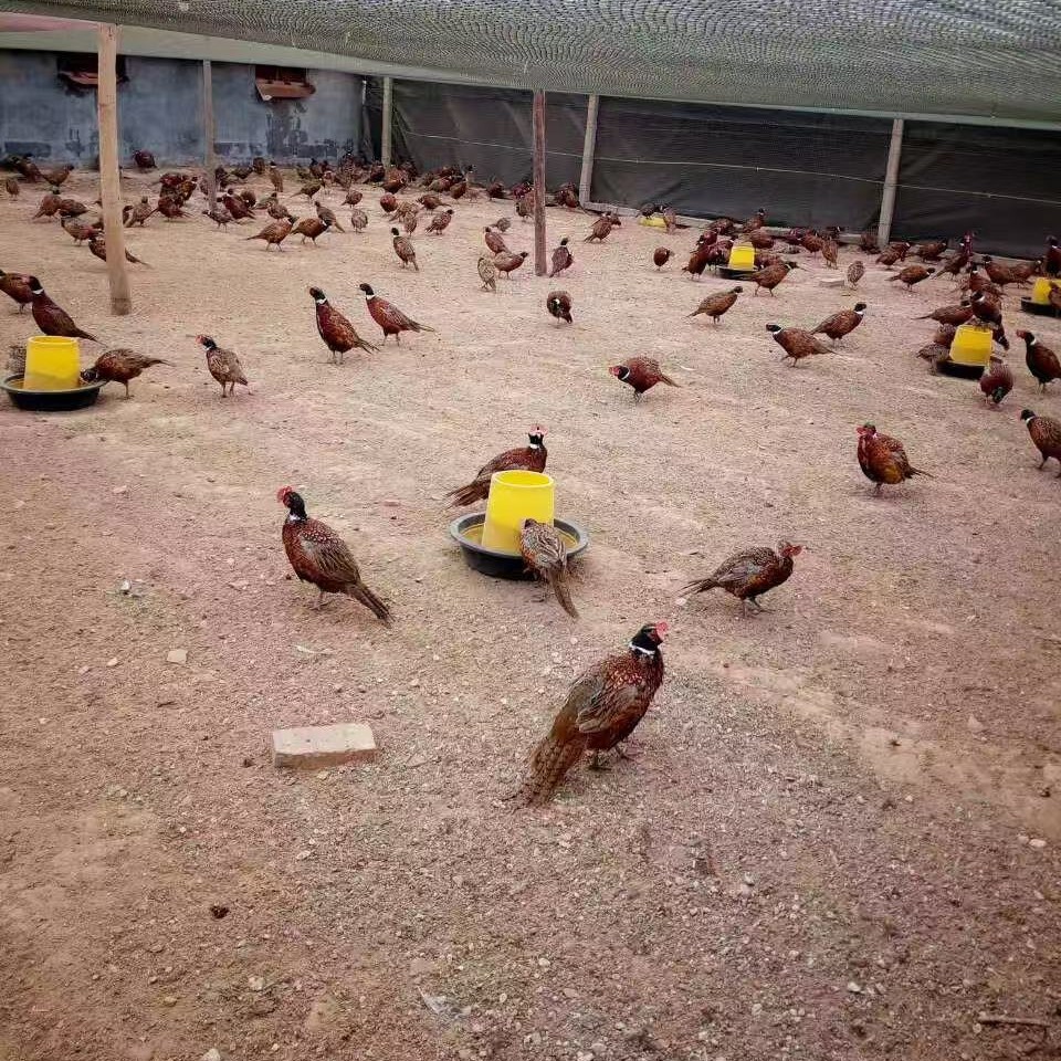 Fresh Wild Eggs, Colorful Mountain Eggs, Colorful Wild Eggs, Mountain Eggs, Whole Box Wholesale