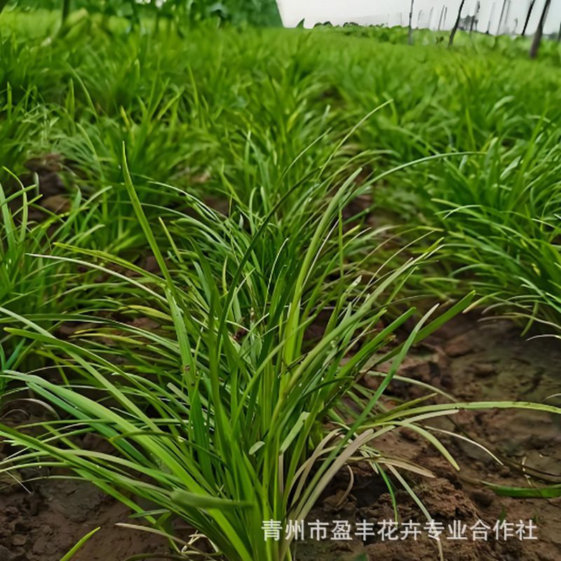 Easy to Grow Ophiopogon Japonicus Seedlings, Ornamental Foliage Plants for Landscaping, Evergreen and Easy to Care for Ground Cover Plants