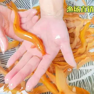 Личинка леща, пресноводный аквариум, золотой лещ, очищение аквариума, обучение рыб, хорошее разведение