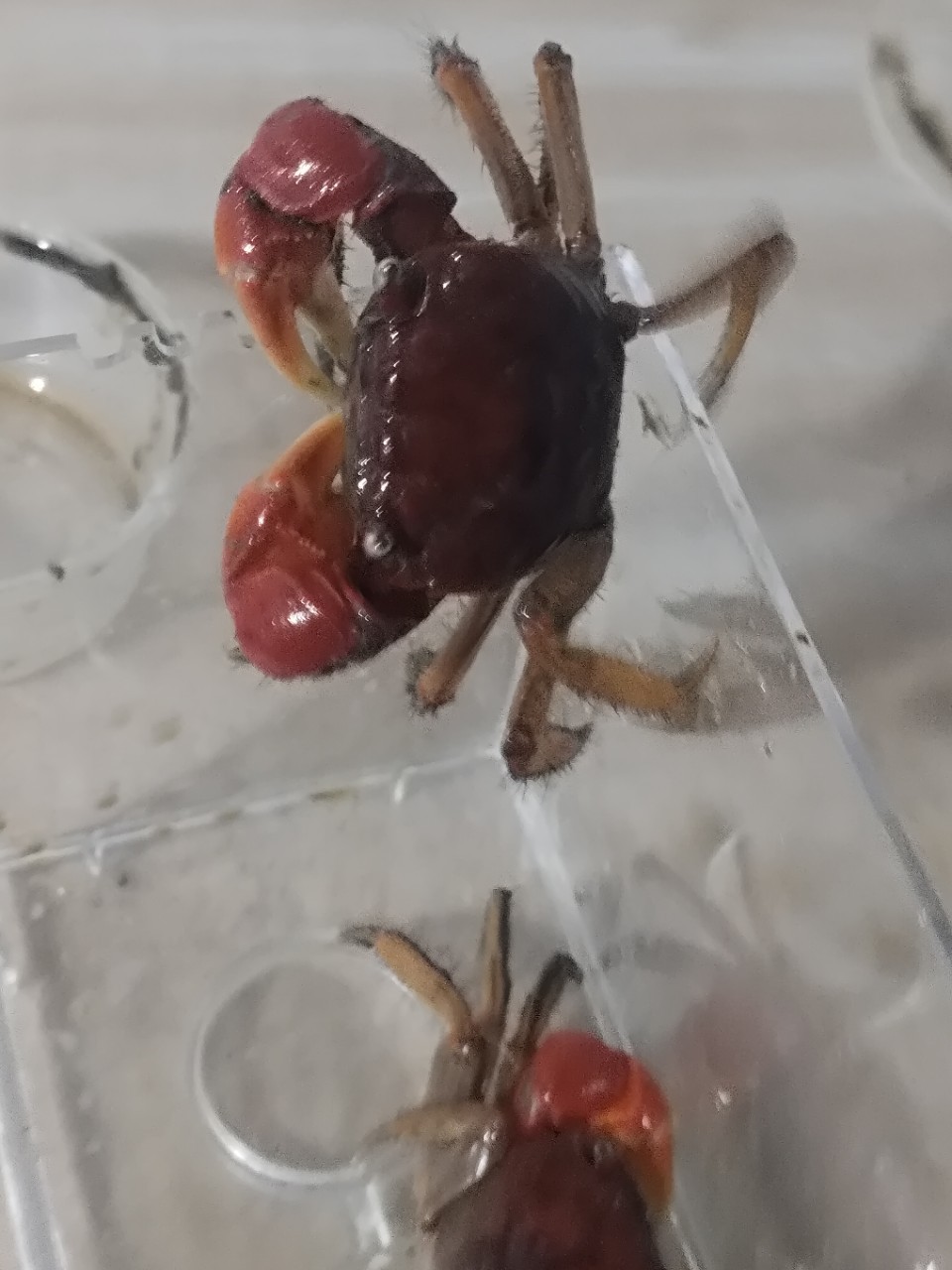 Live Pet Crabs for Aquariums, Ornamental Crabs, Native Freshwater Crabs for Stalls and Wholesale