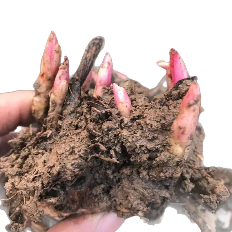 Peony Flower Seedlings, Peony Bulbs, Bulbs That Bloom in All Seasons, Courtyard Balcony Potted Perennial Flower Bulbs