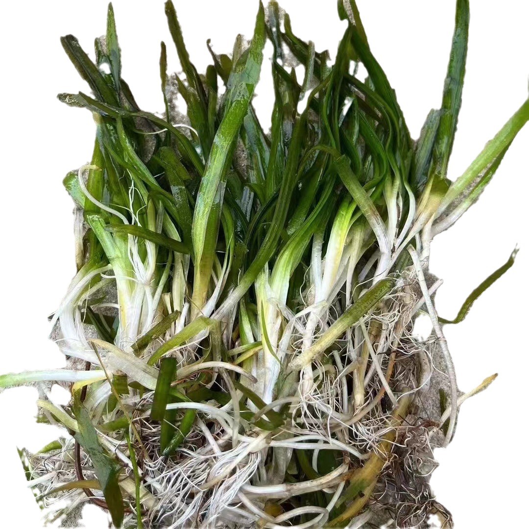 Ceratophyllum Dubium Dwarf Evergreen Ceratophyllum Dubium Undertakes Various Aquatic Plant Water Purification, Greening and Restoration Projects