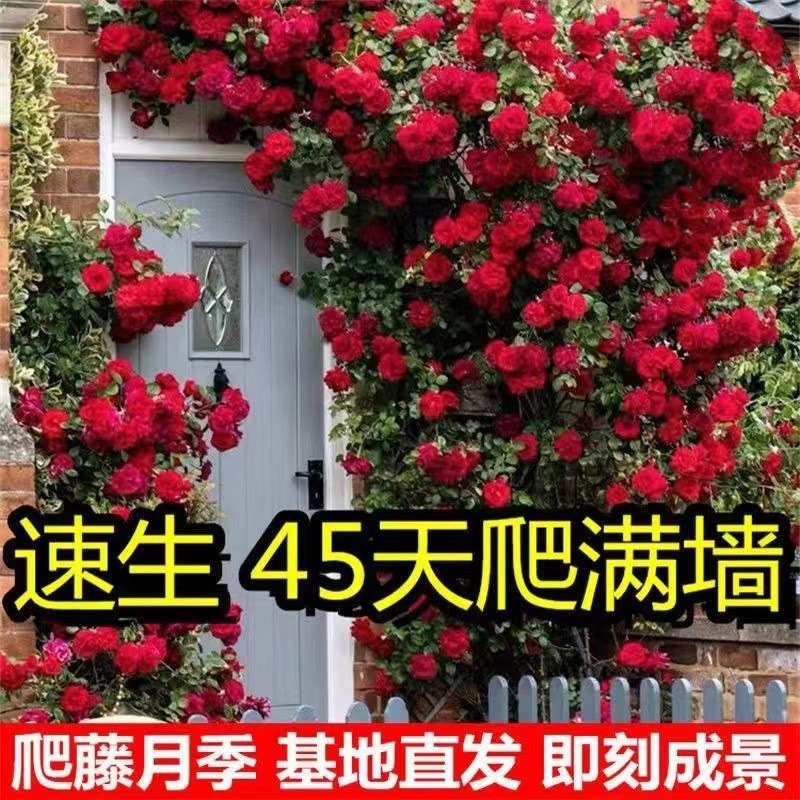 Саженцы роз, вьющиеся лозы, деревья с очень крупными цветами, вьющиеся лозы для балкона, комнатные растения роз, цветущие на протяжении всех сезонов