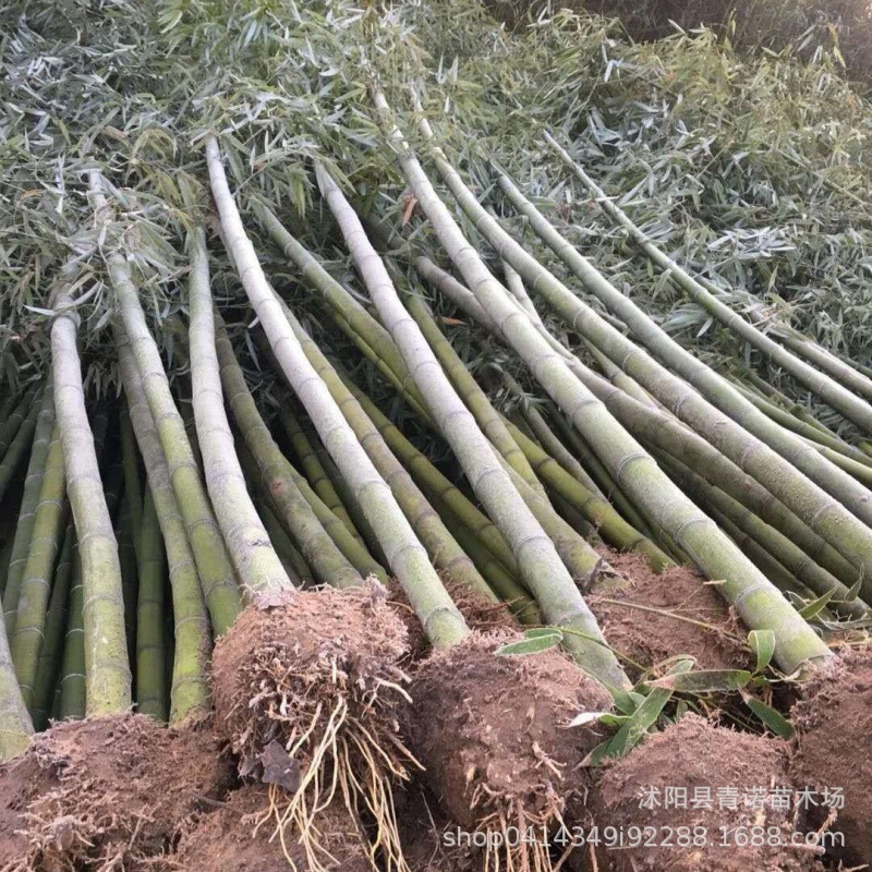 Wholesale Phyllostachys Pubescens Seedlings Bamboo Plants Large Phyllostachys Pubescens Seedlings Project Greening Bamboo Seedlings Now Dig Bamboo Seedlings