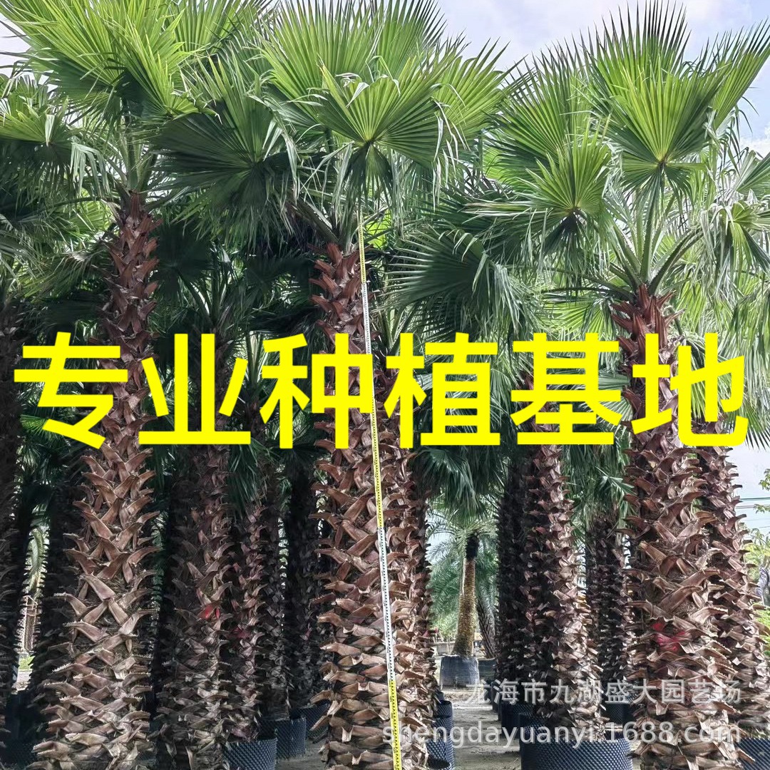 Yunnan Old Man Palm Wholesale Zhejiang Huazhou Palm Price Jiangsu Washington Palm Pictures Jiangxi Old Man Palm Quotes
