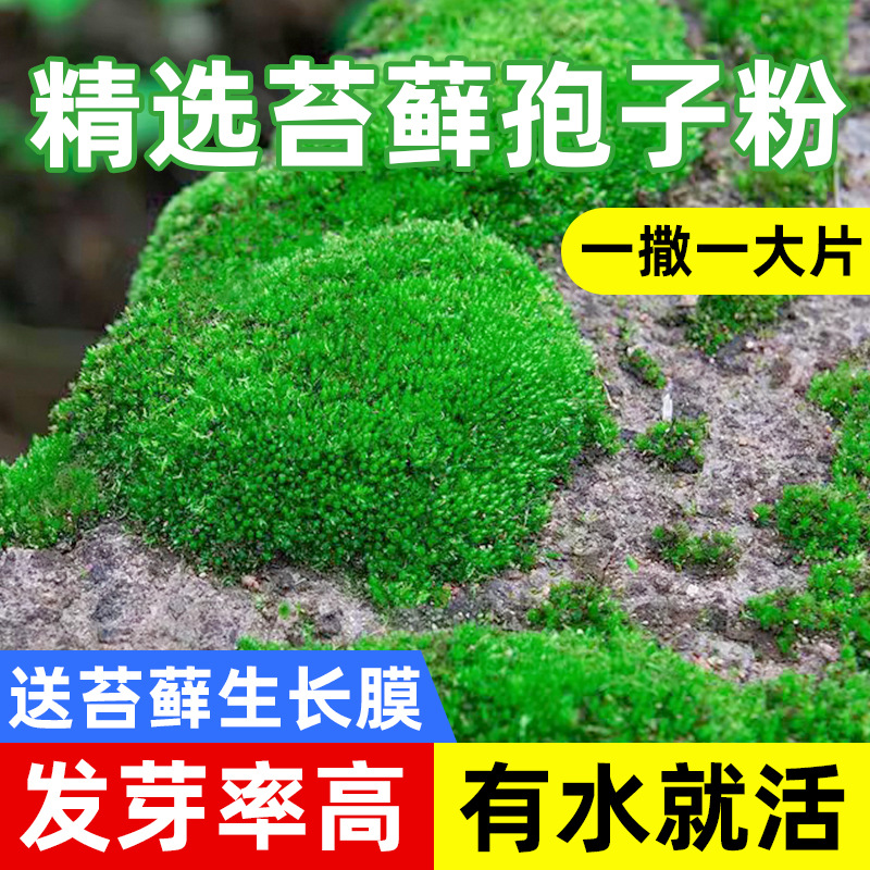 moss spore powder four seasons fresh moss green planting short velvet absorbent stone seeds micro landscape bonsai rockery grass seeds