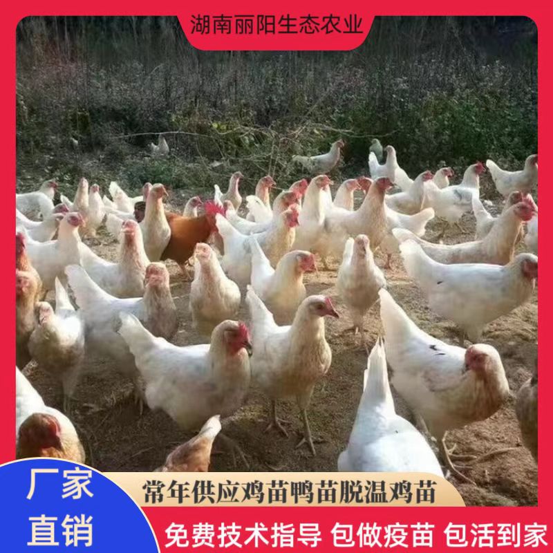 Оптовая продажа цыплят, цыплята серой яичной курицы Хайлань, король яиц, 300 яиц в год, и цыплята яичной курицы с зелеными яйцами, коричневая курица Хайлань