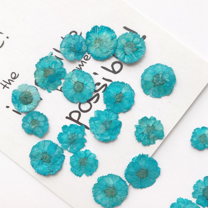 Daisy Color Hibiscus Flower Small Chrysanthemum Drop Glue Dried Flower Mobile Phone Shell diy Embossed Flower Accessories Baffle