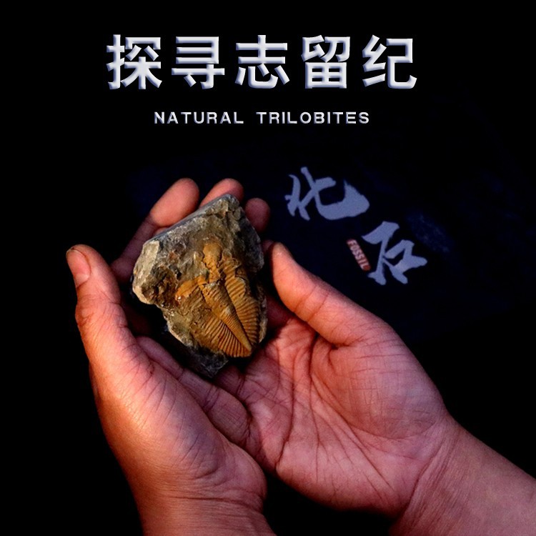 Hunan Xiangxi trilobite fossil original stone ancient marine life fossil crown worm teaching specimen collection Popular Science