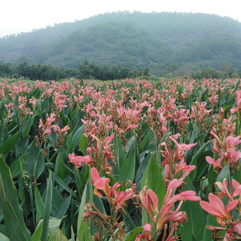 Canna Yellow Pink Flower Canna Supply Wetland Landscaping Project Courtyard Greening Aquatic Plants Wholesale