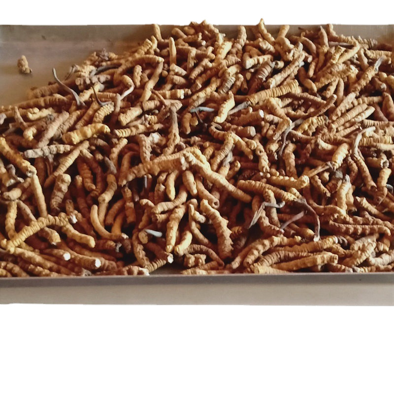 Xizang Naqu Cordyceps Naqu Cordyceps sinensis dry goods insect body full meet dry big broken grass Cordyceps sinensis recruitment agent