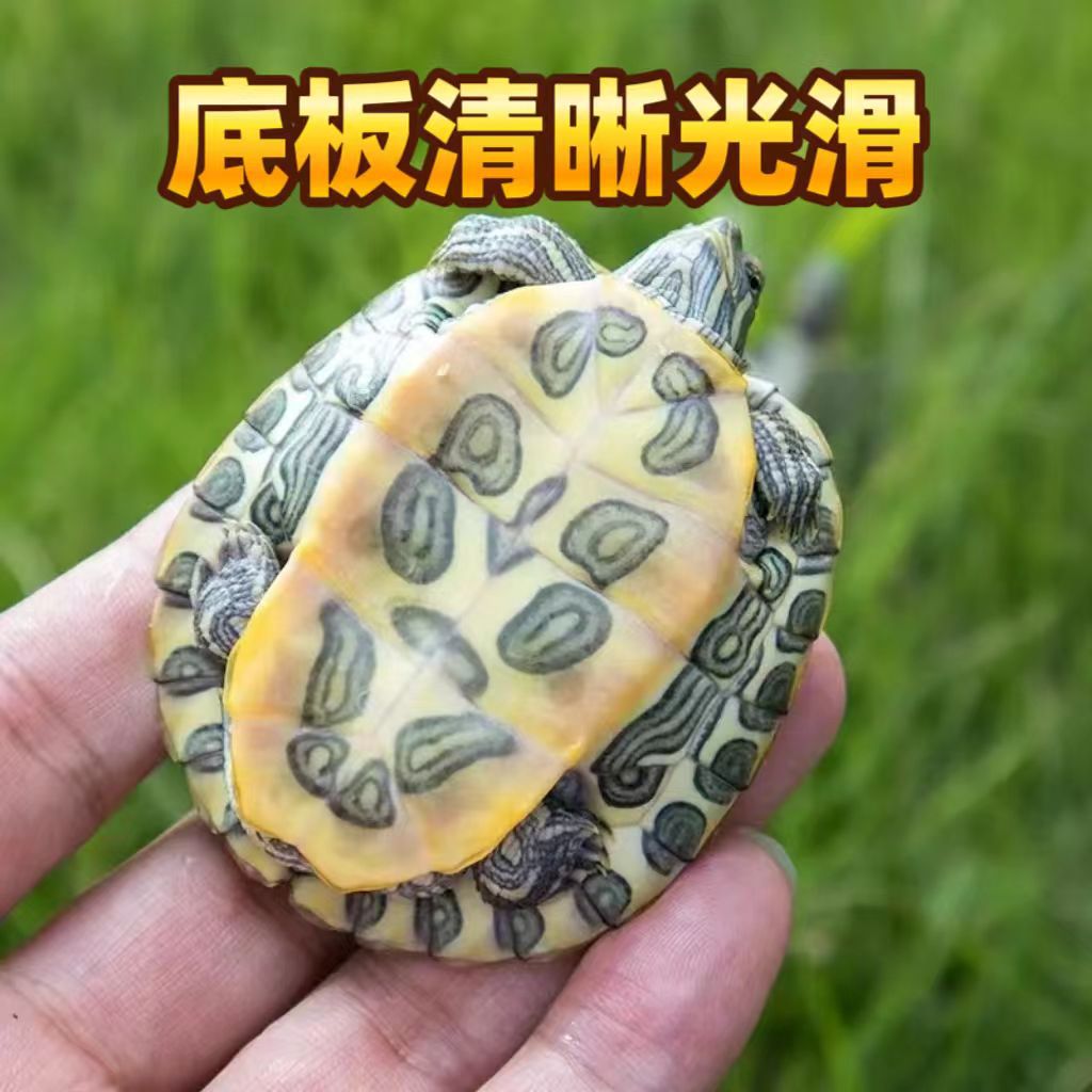 Brazilian Turtle Seedlings, Popular Street Stalls, Colorful Turtles for Raising Outer Ponds, Wholesale, Healthy, Lively and Cute, Live Package