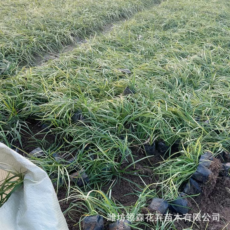 Офиопогон японский, газон дракона, холодостойкое и устойчивое к вытаптыванию растение, вечнозеленые саженцы Офиопогона японского круглый год