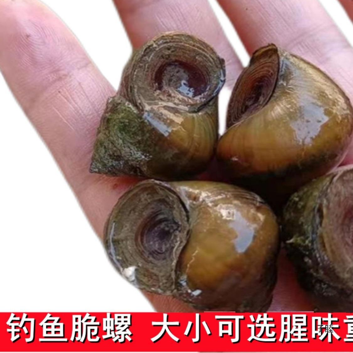 Sf Express Free Shipping Crispy Snail Bait for Black Carp, Live Snails, Black Carp Bait, Black Carp Bait, Black Carp Bait, Stone Snails