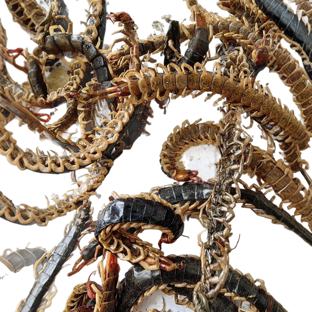 Centipede Medicinal Materials, Dried Centipedes, Red-Headed Centipede Meat, Centipedes Without Bamboo Skewers 8- 22cm Free Shipping Scorpions