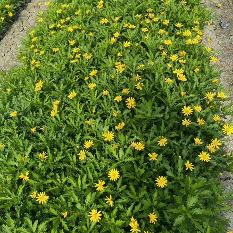 Саженцы примулы для озеленения, почвопокровные растения, оптовая продажа