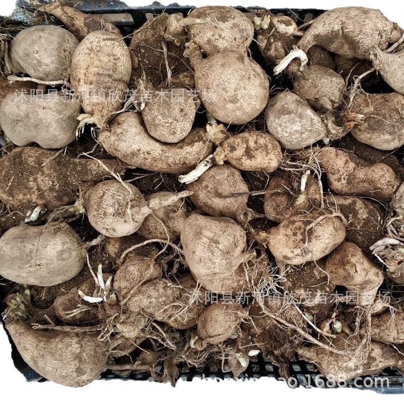 Dahlia Bulbs, Double Flower Bulbs, Four-Season Bulbs, Sweet Potato Flower Seeds, Bulbs, Flower Garden Planting Dahlia Bulbs